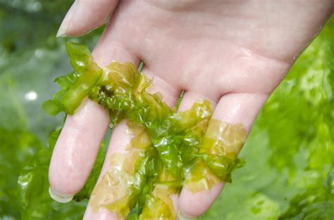 The impact of mafic seaweed dohemy on cardiovascular health
